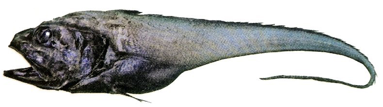 Bathygadus favosus_002225.jpg